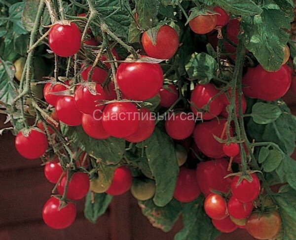 Садовая жемчужина (Garden Pearl, Садовый жемчуг) Садовая жемчужина (Garden Pearl, Садовый жемчуг)