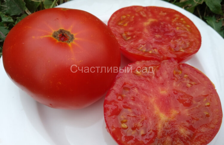 Sweet Scarlet Dwarf (Сладкий алый гном) Sweet Scarlet Dwarf (Сладкий алый гном)