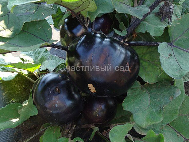 Баклажан Лаура Баклажан Лаура