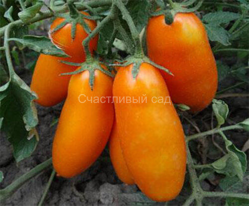 Пальмира Пальмира