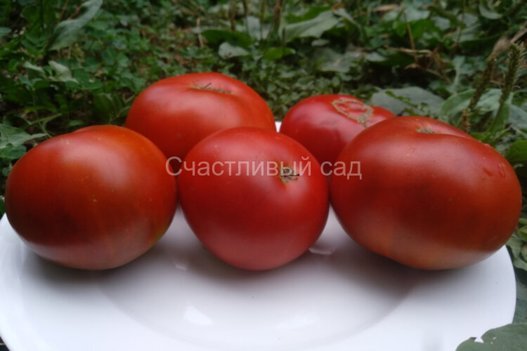 Tasmanian Chocolate (Тасманский шоколад) Tasmanian Chocolate (Тасманский шоколад)