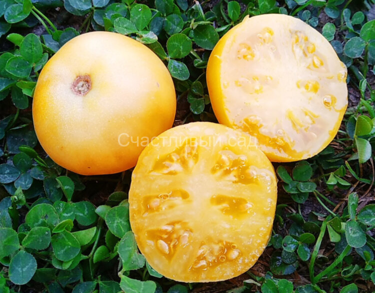 Dwarf Marong Moon (Гном Луна Маронга) Dwarf Marong Moon (Гном Луна Маронга)