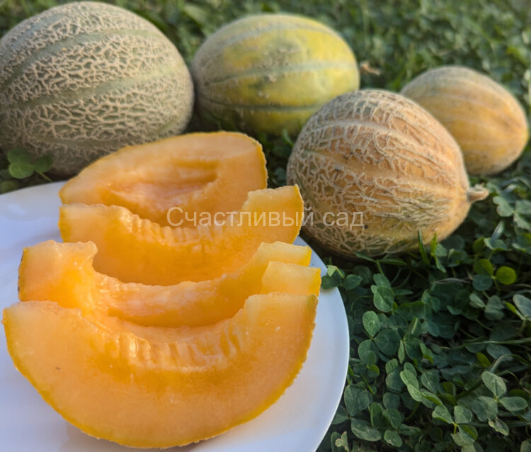 Дыня Ортолани (Ortolani) Дыня Ортолани (Ortolani)