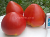 Минусинский домашний сахарный