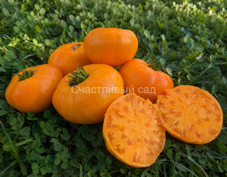 Kellogg’s Breakfast Cross (Завтрак Келлога Гибрид) Kellogg’s Breakfast Cross (Завтрак Келлога Гибрид)