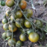 Evil Olive (Злая маслина) (Тип мультифлора) Evil Olive (Злая маслина) (Тип мультифлора)