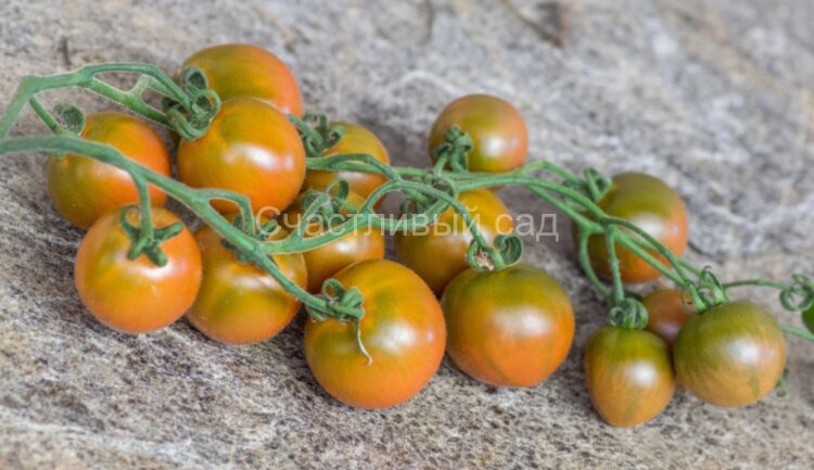 Evil Olive (Злая маслина) (Тип мультифлора) Evil Olive (Злая маслина) (Тип мультифлора)