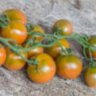 Evil Olive (Злая маслина) (Тип мультифлора) Evil Olive (Злая маслина) (Тип мультифлора)