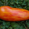 Dwarf Pepper like striped (Гном Перцевидный полосатый) Dwarf Pepper like striped (Гном Перцевидный полосатый)