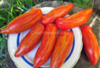 Dwarf Pepper like striped (Гном Перцевидный полосатый)