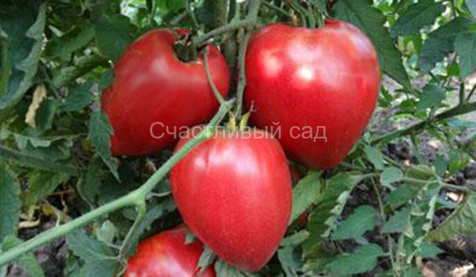 Mrs. Schlaubaugh's Famous Strawberry (Знаменитая клубника миссис Шлаубаух) Mrs. Schlaubaugh's Famous Strawberry (Знаменитая клубника миссис Шлаубаух)