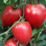 Mrs. Schlaubaugh's Famous Strawberry (Знаменитая клубника миссис Шлаубаух) Mrs. Schlaubaugh's Famous Strawberry (Знаменитая клубника миссис Шлаубаух)