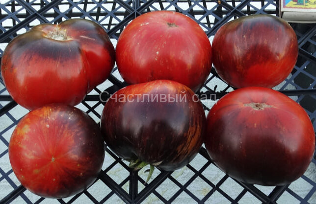 Black shadow (Черная тень) Black shadow (Черная тень)