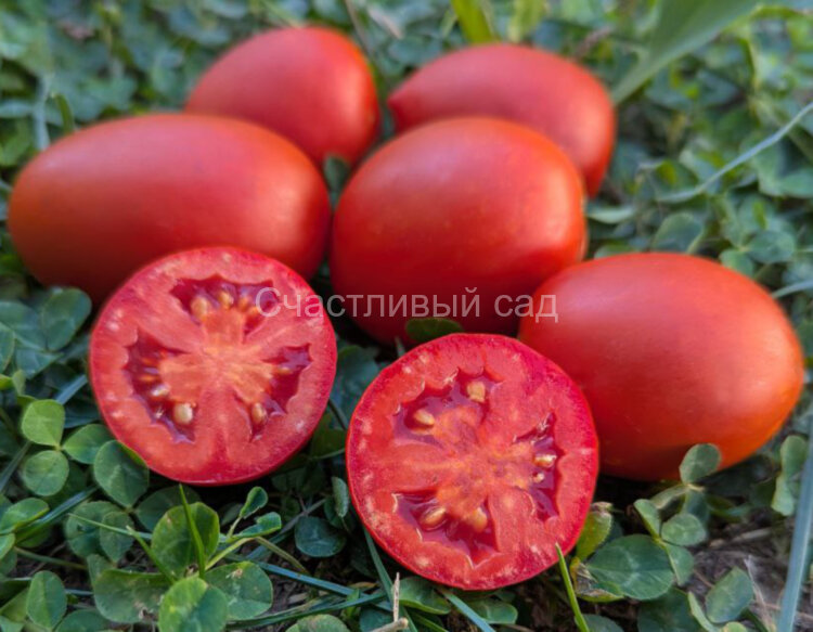 Кечкемети 549 (Kecskeméti 549) Кечкемети 549 (Kecskeméti 549)