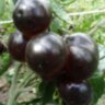 Blue Chocolate (Синий шоколад) Blue Chocolate (Синий шоколад)