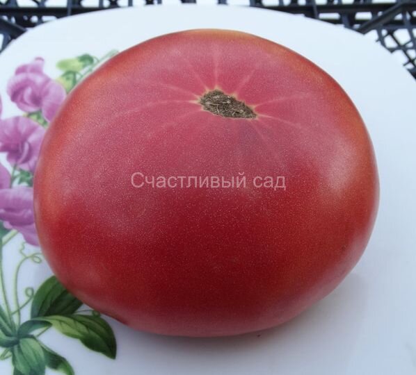 Brandywine From Croatia (Брэндивайн из Хорватии)