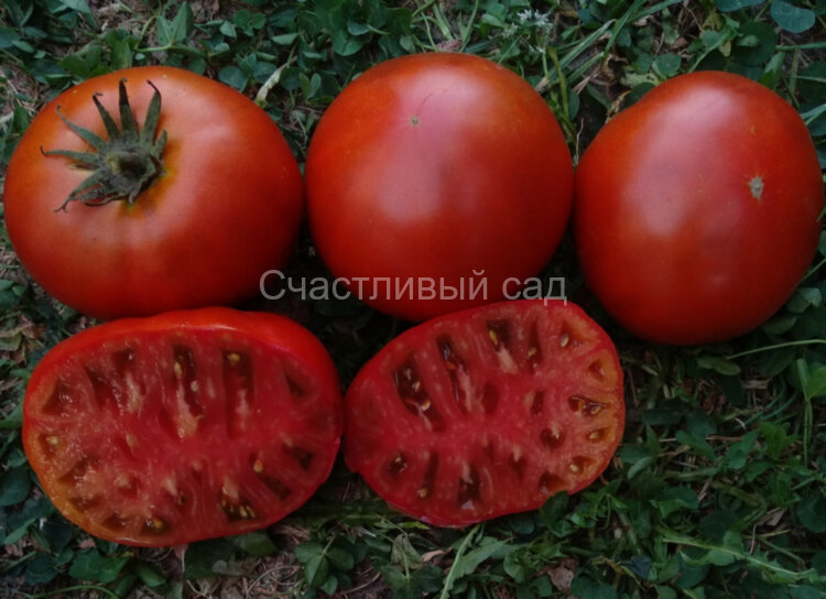 Dwarf Mahogany (Гном Махагон) Dwarf Mahogany (Гном Махагон)