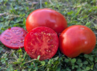 Красный комар