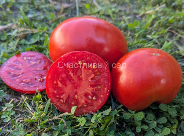 Красный комар Красный комар