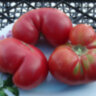 Willa’s Cariboo Rose (Роза Виллы Карибу) Willa’s Cariboo Rose (Роза Виллы Карибу)