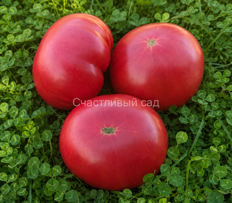 Willa’s Cariboo Rose (Роза Виллы Карибу) Willa’s Cariboo Rose (Роза Виллы Карибу)