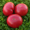 Willa’s Cariboo Rose (Роза Виллы Карибу) Willa’s Cariboo Rose (Роза Виллы Карибу)