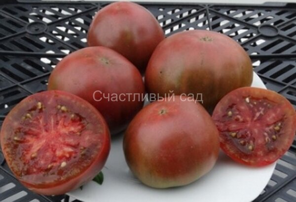 Гном Пёрф прайд (Dwarf Perth Pride, Гордость Перта) Гном Пёрф прайд (Dwarf Perth Pride, Гордость Перта)
