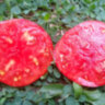 Dwarf Tanunda Red (Гном Танунда красная) Dwarf Tanunda Red (Гном Танунда красная)