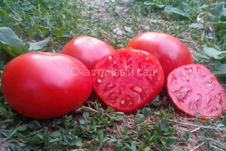 Dwarf Tanunda Red (Гном Танунда красная) Dwarf Tanunda Red (Гном Танунда красная)