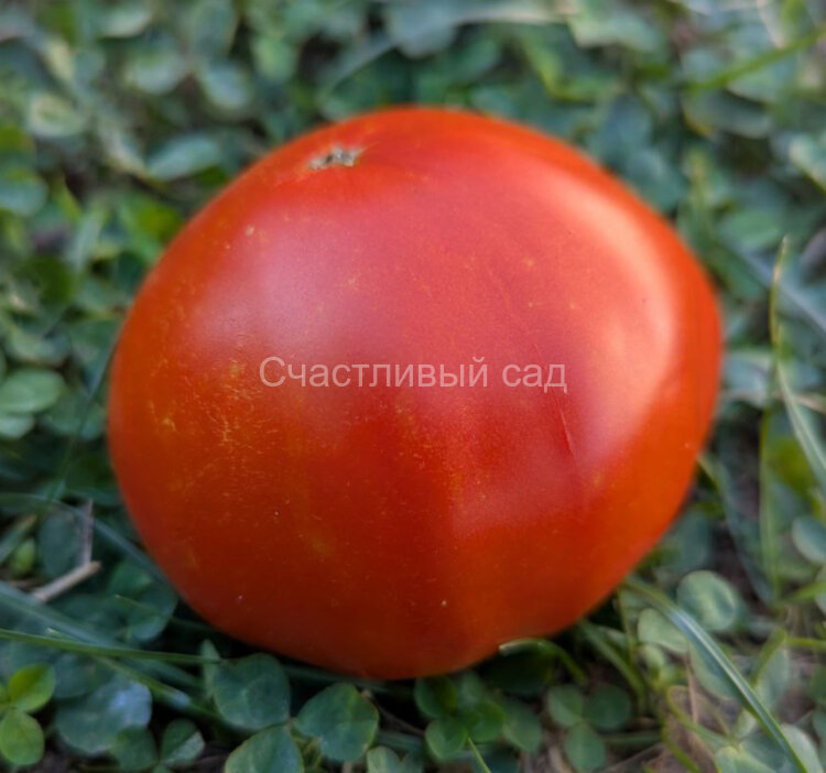 DelMar (Делмар) DelMar (Делмар)