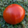 DelMar (Делмар) DelMar (Делмар)