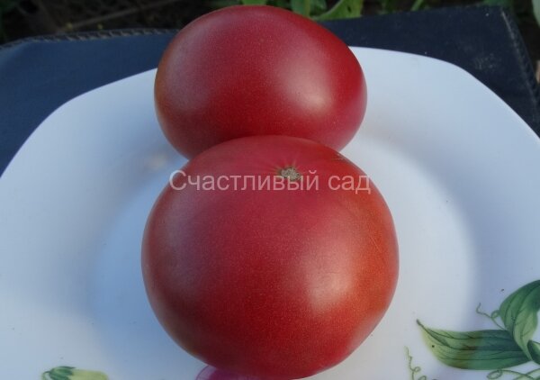 Гном Дикий Фред (Dwarf Wild Fred)