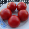 Stad tomate «Vitella» (Городской томат «Вителла») Stad tomate «Vitella» (Городской томат «Вителла»)