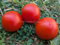 Stad tomate «Vitella» (Городской томат «Вителла»)