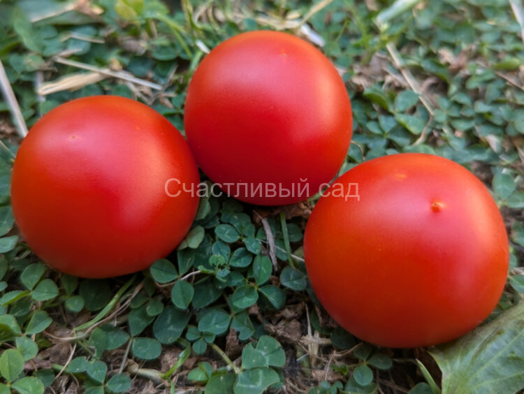 Stad tomate «Vitella» (Городской томат «Вителла») Stad tomate «Vitella» (Городской томат «Вителла»)