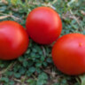 Stad tomate «Vitella» (Городской томат «Вителла») Stad tomate «Vitella» (Городской томат «Вителла»)
