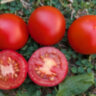Stad tomate «Vitella» (Городской томат «Вителла») Stad tomate «Vitella» (Городской томат «Вителла»)