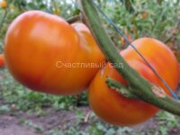 Jerusalem’s Giant (Гигант Иерусалима, Гигантский Иерусалимский)