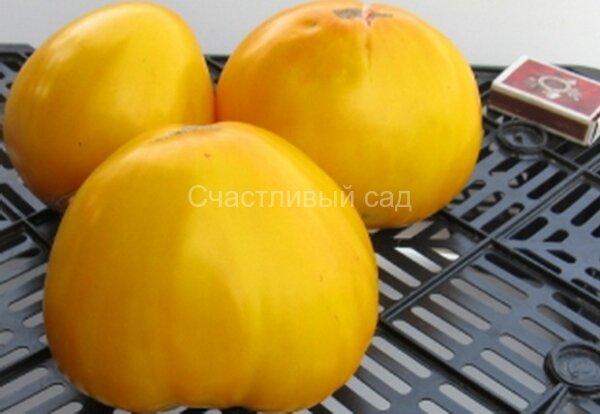 ваше величество 1.jpg Ваше Величество