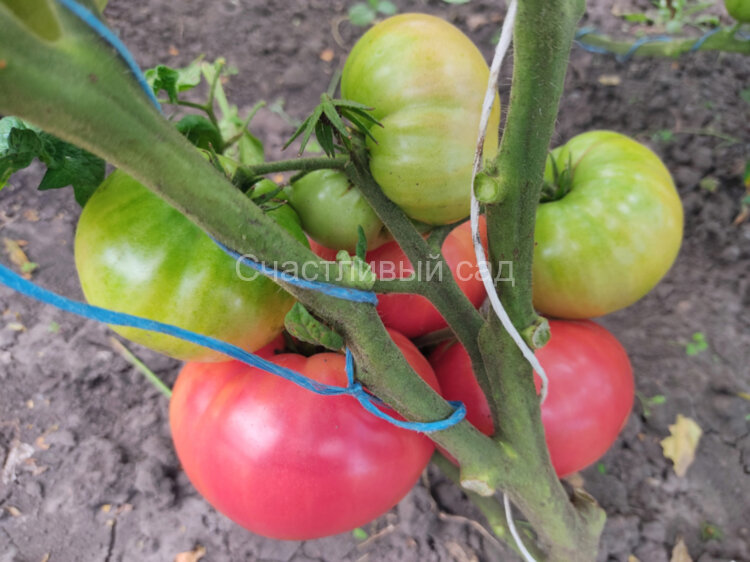 Dwarf Pink Livija (Гном Розовая Ливия) Dwarf Pink Livija (Гном Розовая Ливия)