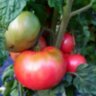 Coorong Pink (Кооронг Пинк) Coorong Pink (Кооронг Пинк)