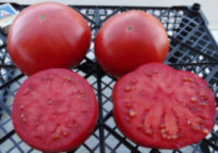 Magnum Beefsteak (Магнум бифстейк)