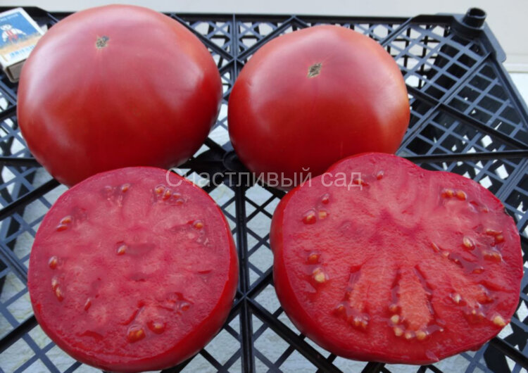 Magnum Beefsteak (Магнум бифстейк) Magnum Beefsteak (Магнум бифстейк)