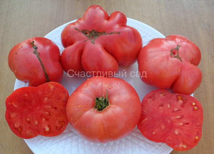 Винный болгарский великан Винный болгарский великан