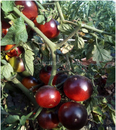 Clakamas Blueberry (Клакамас черника) Clakamas Blueberry (Клакамас черника)