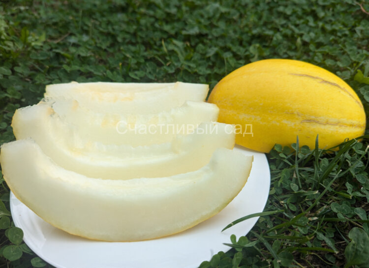 Дыня Чарджуйский Гуляби Дыня Чарджуйский Гуляби