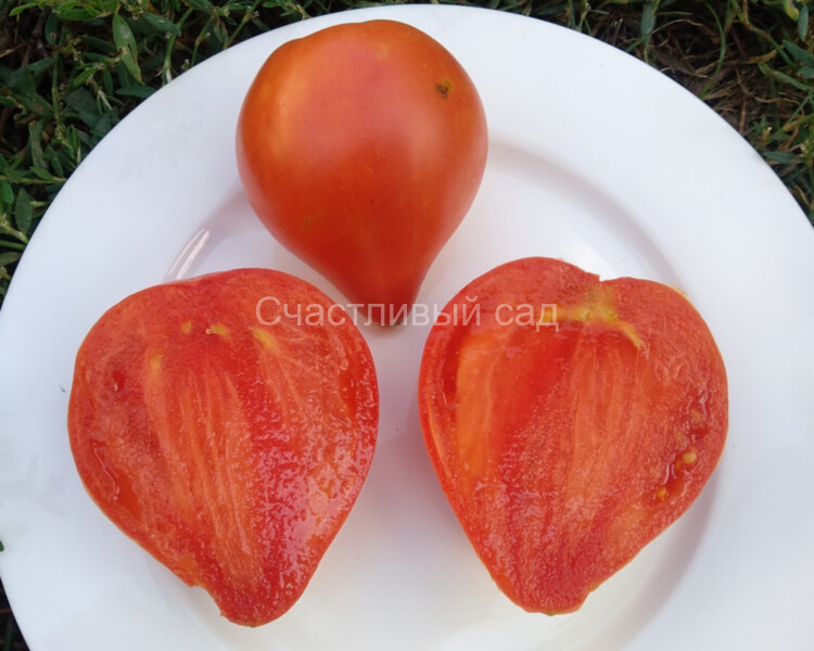 Северная корона Северная корона