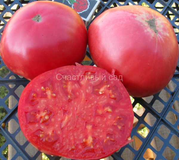 Strawberry German Pink (Земляника немецкая розовая) Strawberry German Pink (Земляника немецкая розовая)