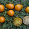 Cherokee Green Pear (Зеленая груша Чероки) Cherokee Green Pear (Зеленая груша Чероки)