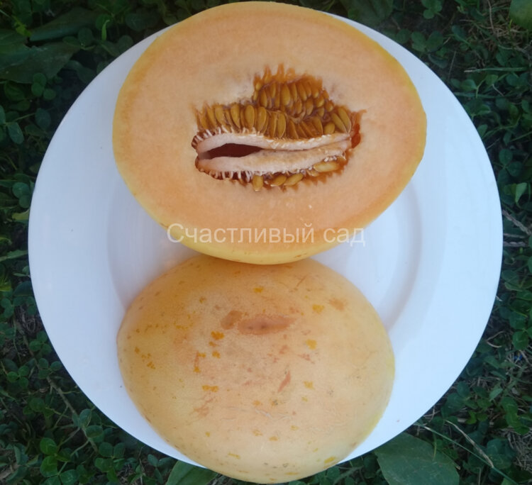 Дыня Crane Melon (дыня Крейна) Дыня Crane Melon (дыня Крейна)